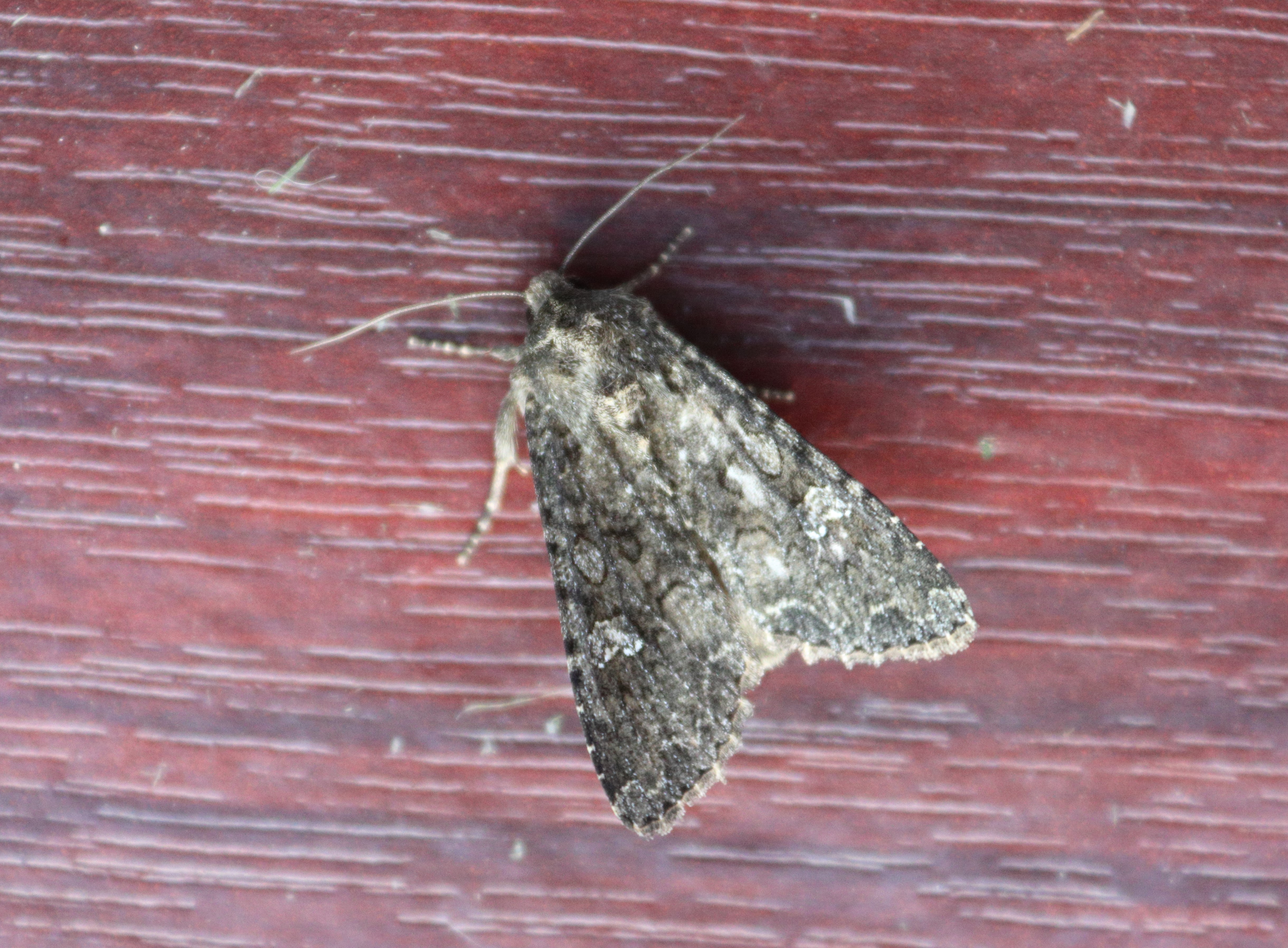 Photo of Cabbage Moth (Mamestra brassicae)